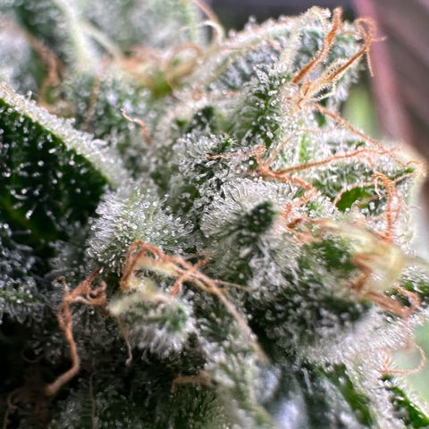 CxLAZ #20 13.7g growlog timeline photo