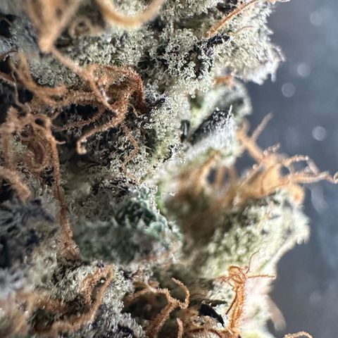 CxLAZ #31 58.75g growlog photo: Trimmed and moved to jar
