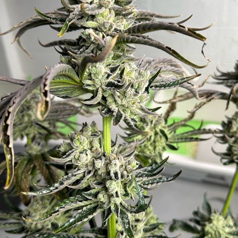 Misc x (LA Kush x Zkittles) #26 60.7g growlog photo: Harvest day