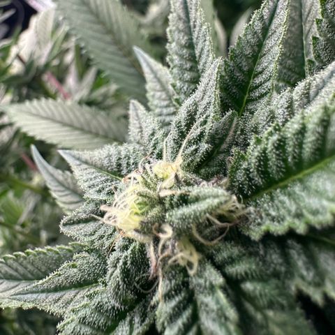 MiscxLAZ 5-4 34.63g growlog timeline photo