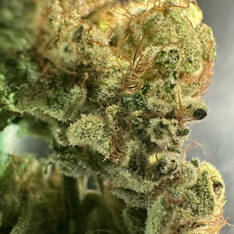 CxLAZ #06 growlog timeline photo