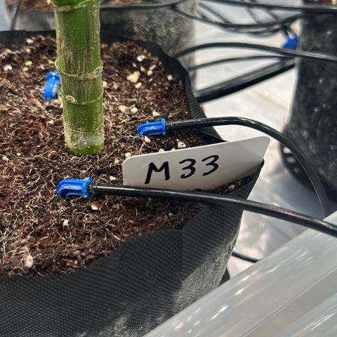 Misc x (LA Kush x Zkittles) #33 19.08g growlog timeline photo