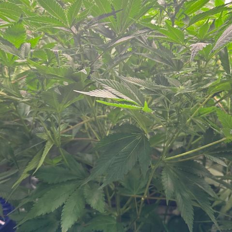 Fuel D.OG #1 Female 47.36g growlog timeline photo