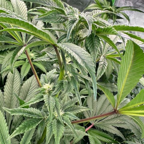 MiscxLAZ #37 C growlog timeline photo