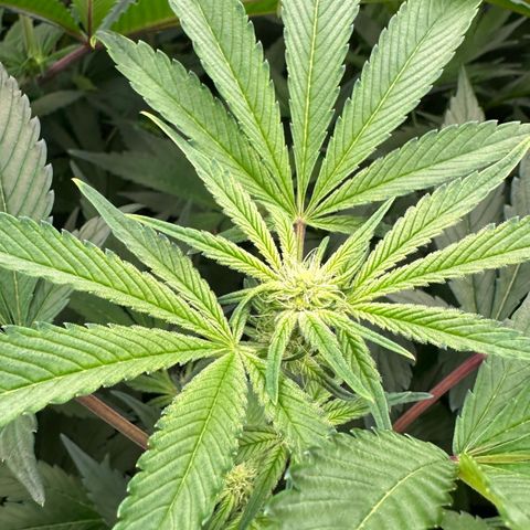 CxLAZ #20 C1 25g growlog timeline photo