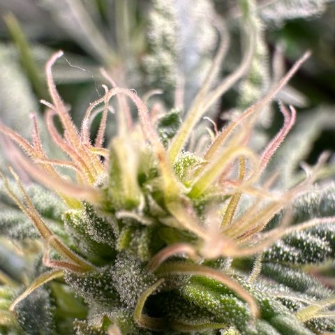 Fuel D.OG #2 Female 49.44g M growlog timeline photo