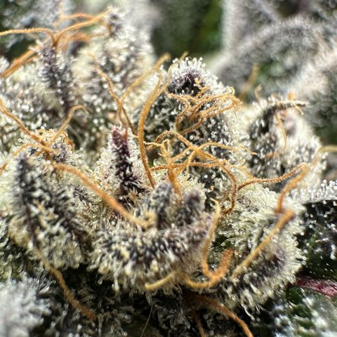 Misc x (LA Kush x Zkittles) #28 13.53g growlog timeline photo
