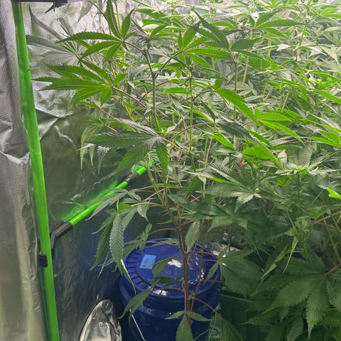 CxLAZ #03 C #1 58.58g growlog timeline photo