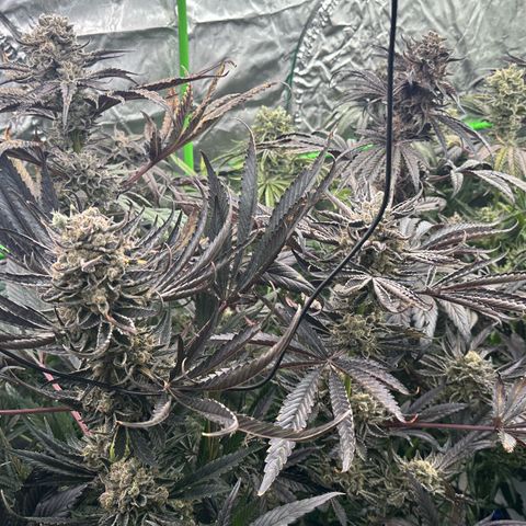 CxLAZ #16 50.72g growlog timeline photo