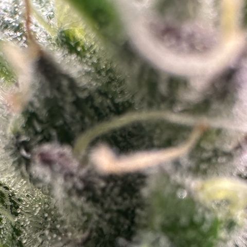 CxLAZ #03 C #1 58.58g growlog timeline photo