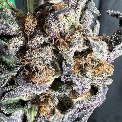 Misc x (LA Kush x Zkittles) #37 42.26g growlog photo: Moved to plastic bag