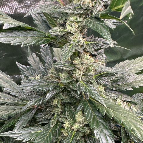 Auto Think Different  #1 growlog timeline photo