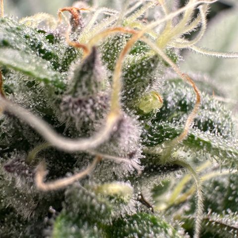 CxLAZ #03 C #1 58.58g growlog timeline photo