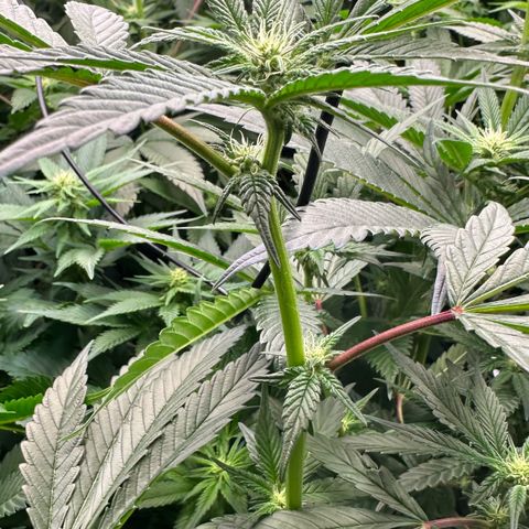 MiscxLAZ #29 C growlog timeline photo