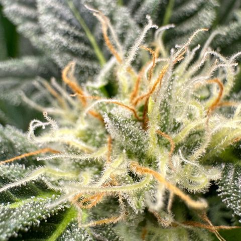 Fuel D.OG #2 Female 49.44g M growlog timeline photo