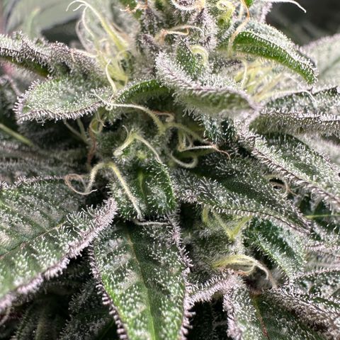 CxLAZ #03 C #1 58.58g growlog timeline photo