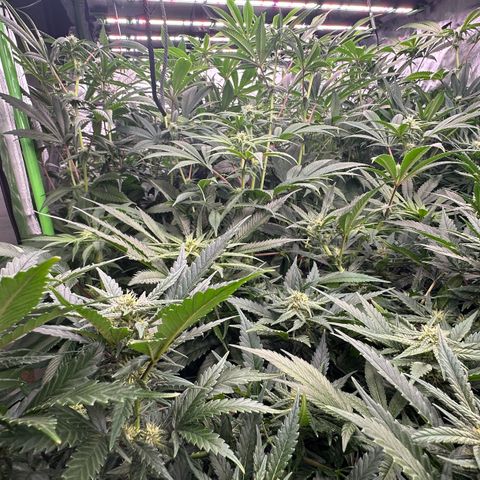 Fuel D.OG #1 Female 47.36g growlog timeline photo