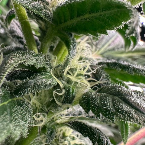 CxLAZ #31 C growlog timeline photo