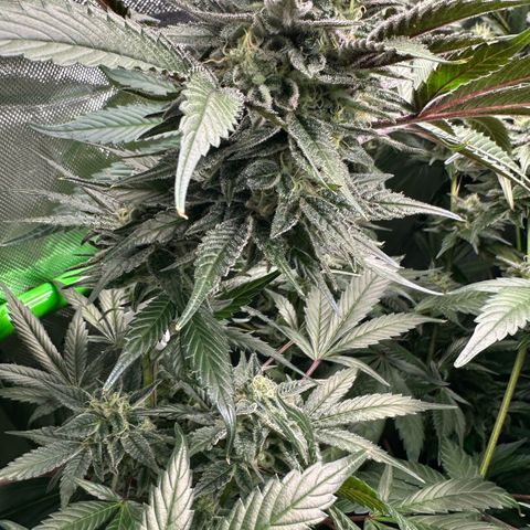 CxLAZ #03 C #1 58.58g growlog timeline photo
