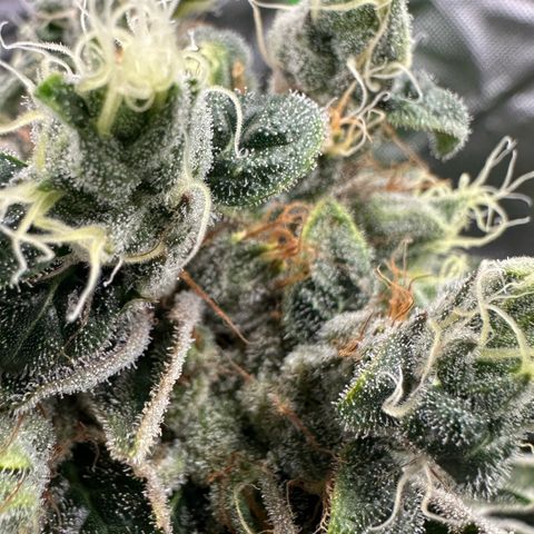 Misc x (LA Kush x Zkittles) #08 growlog timeline photo