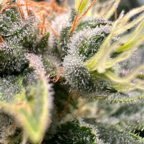 Fuel D.OG #1 Female 47.36g growlog timeline photo
