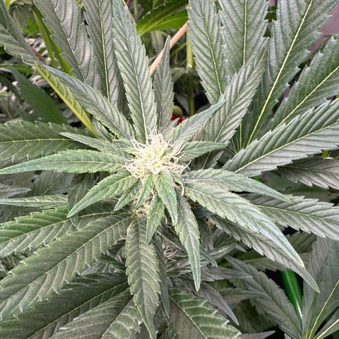 Fuel D.OG #2 Female 49.44g M growlog timeline photo
