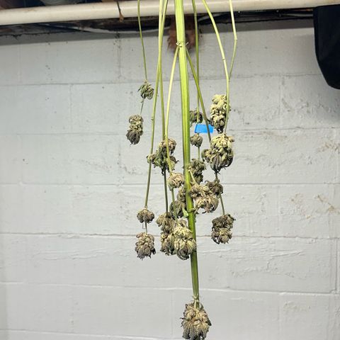 Misc x (LA Kush x Zkittles) #27 33.12g growlog photo: Moved to plastic bag