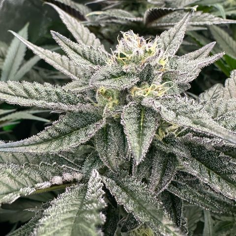 MiscxLAZ #22 C 42.33g growlog timeline photo