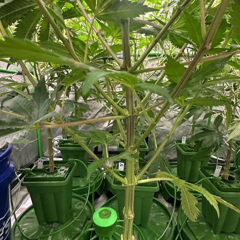 Fuel D.OG #1 Female 47.36g growlog timeline photo