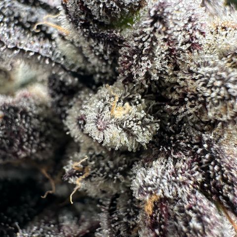 Misc x (LA Kush x Zkittles) #22 34.14g growlog timeline photo