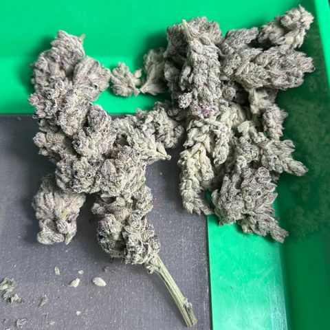 Misc x (LA Kush x Zkittles) #29 25.69g growlog timeline photo