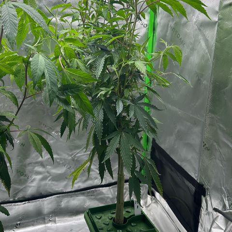 CxLAZ #15 C #1 growlog timeline photo