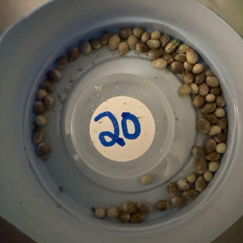 CxLAZ #20 13.7g growlog timeline photo