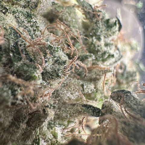CxLAZ #15 52g growlog photo: Trim and put in grove bag, kind of dry.