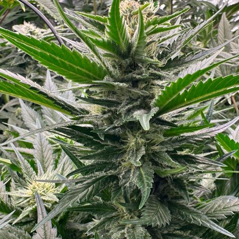 Fuel D.OG #1 Female 47.36g growlog timeline photo