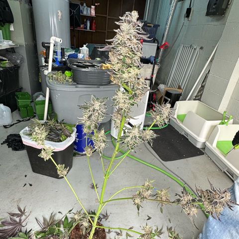 CxLAZ #03 45.52g growlog photo: Harvest day
