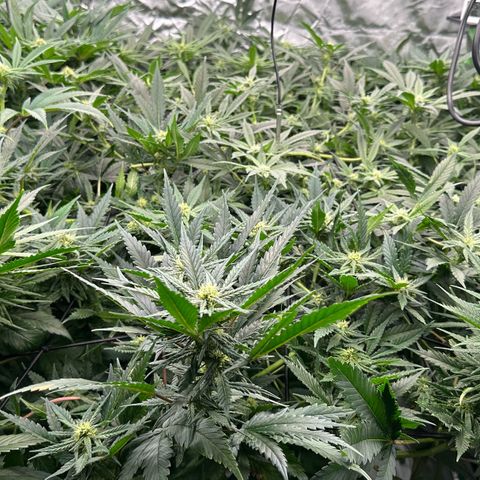 Fuel D.OG #1 Female 47.36g growlog timeline photo