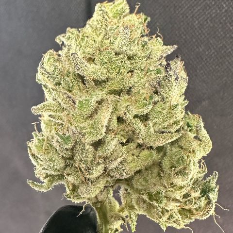 CxLAZ #24 37.13g growlog photo: Seeded bud