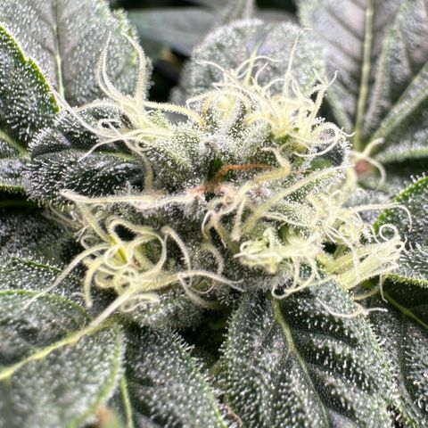 MiscxLAZ #08 C #1 growlog timeline photo