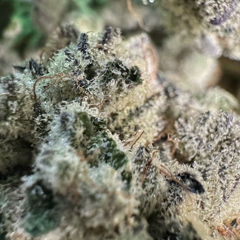 Misc x (LA Kush x Zkittles) #29 25.69g growlog timeline photo