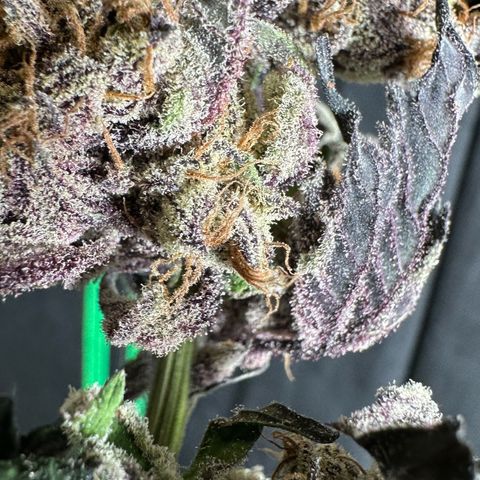 Misc x (LA Kush x Zkittles) #37 42.26g growlog photo: Moved to plastic bag