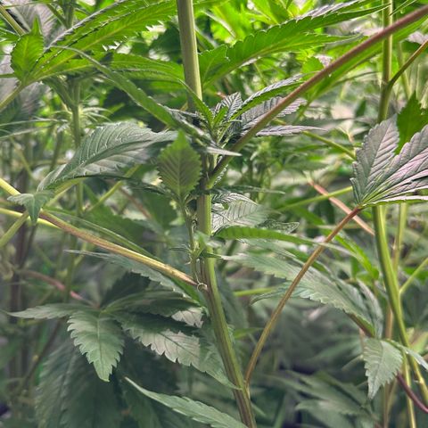 MiscxLAZ #29 C growlog timeline photo