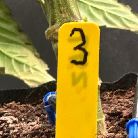 CxLAZ #03 45.52g growlog timeline photo