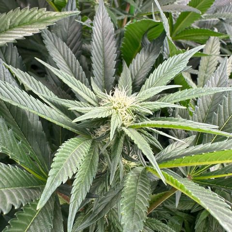 Fuel D.OG #2 Female 49.44g M growlog timeline photo