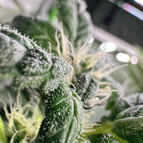 CxLAZ #31 C growlog timeline photo