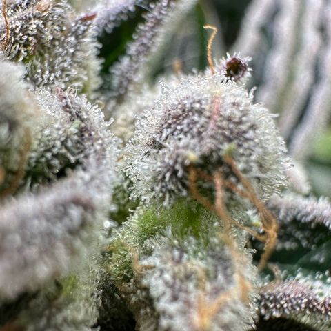 Misc x (LA Kush x Zkittles) #26 60.7g growlog timeline photo