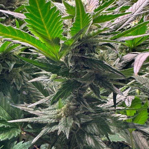 Fuel D.OG #1 Female 47.36g growlog timeline photo