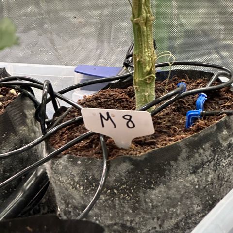 Misc x (LA Kush x Zkittles) #08 growlog timeline photo