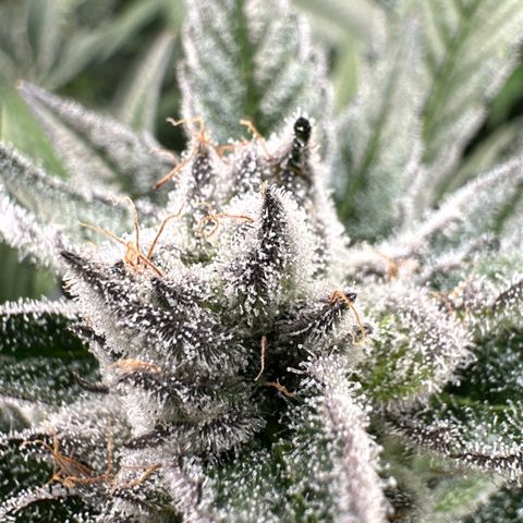 MiscxLAZ #29 C growlog timeline photo