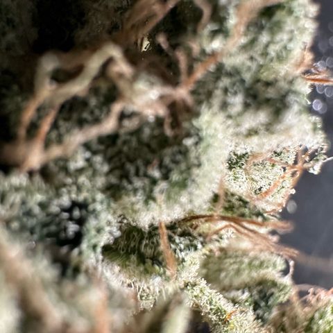 CxLAZ #20 13.7g growlog timeline photo